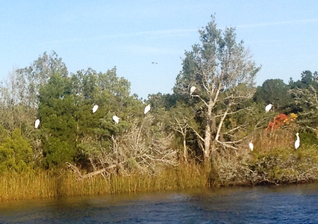 Birds off Winyah Bay